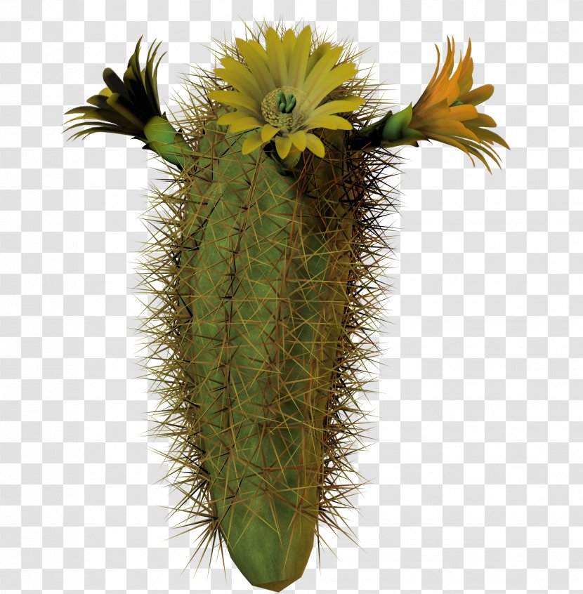 Cactaceae Plant Clip Art - San Pedro Cactus - Succulent Transparent PNG