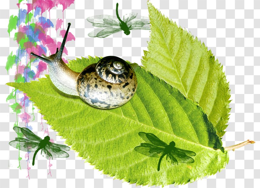 Orthogastropoda Leaf Illustration - Invertebrate - Snail On The Leaves Transparent PNG
