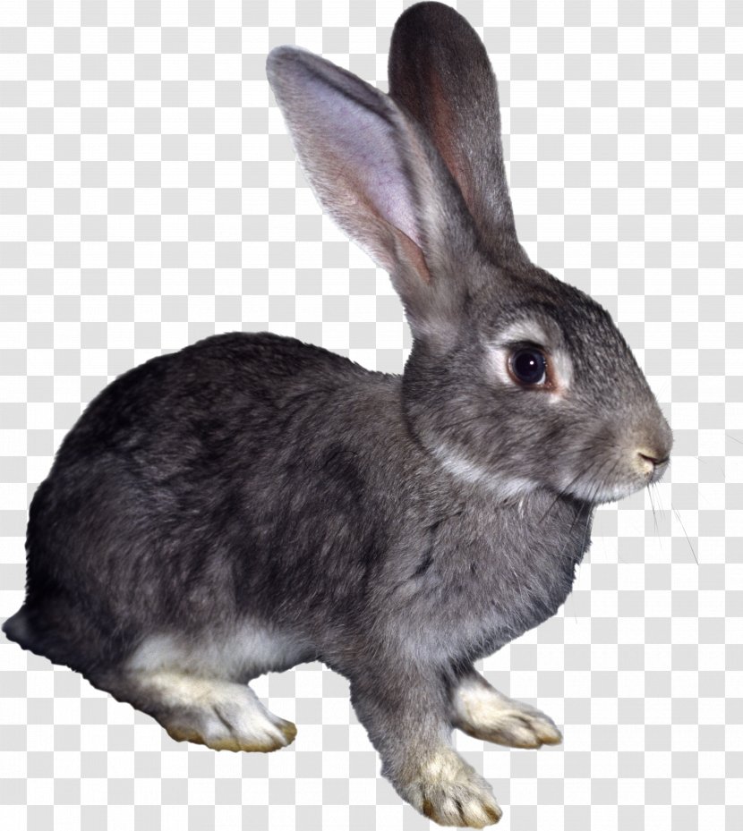 Hare Rabbit Myxomatosis Clip Art - Mammal Transparent PNG