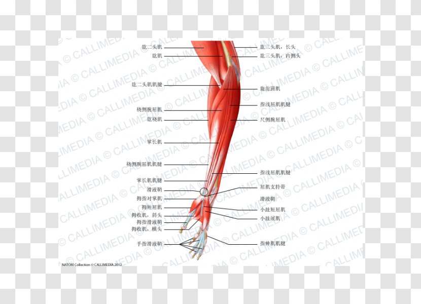 Nerve Brachialis Muscle Forearm - Flower - Arm Transparent PNG