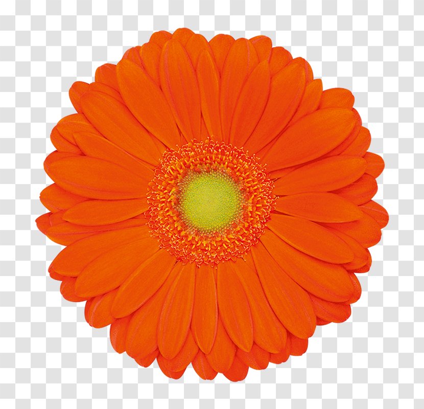 Flower Common Daisy Transvaal Orange Blue - Violet Transparent PNG