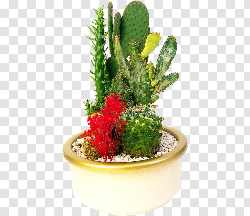 Cactaceae Flowerpot Bonsai - Houseplant - Creative Green Cactus Transparent PNG