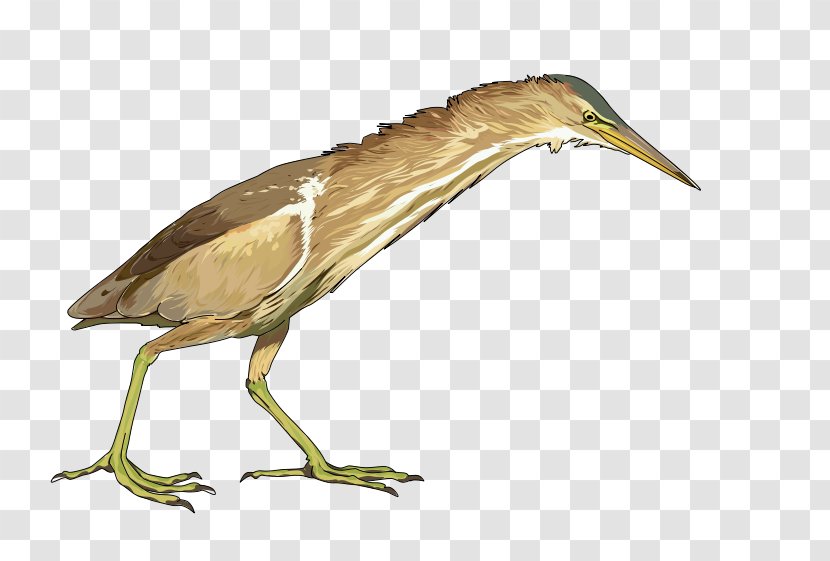 Bitterns Green Heron Bird Little Bittern Transparent PNG