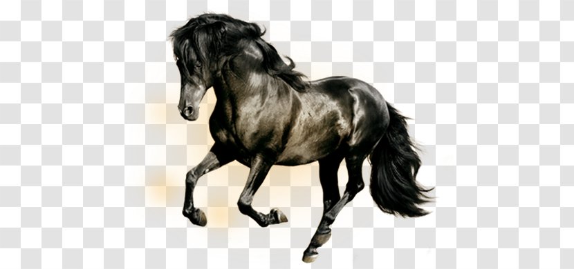 Arabian Horse Horses Black Display Resolution Wallpaper - And White Transparent PNG