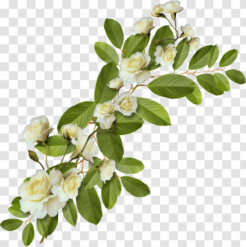 Information Digital Image Leaf Clip Art - Photography - Green Floral Transparent PNG