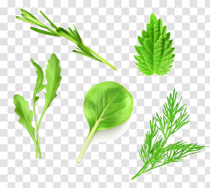 Leaf Vegetable Lettuce Arugula - Vector Realistic Green Vegetables Transparent PNG