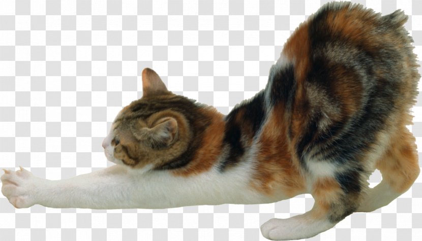 Manx Cat American Bobtail Persian Japanese Scottish Fold - Tail - Cats Transparent PNG