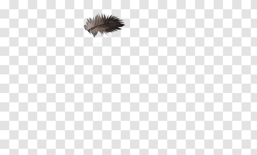 Feather Wing Animal - Black - Ostrich Transparent PNG