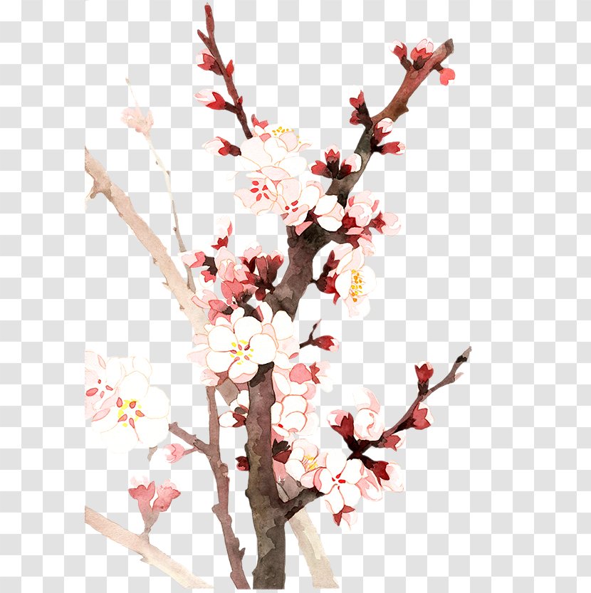 Yushui Cherry Blossom Flower - Plant - Twenty-four Fan Trade WindsRainTwo Candidates Almond Transparent PNG