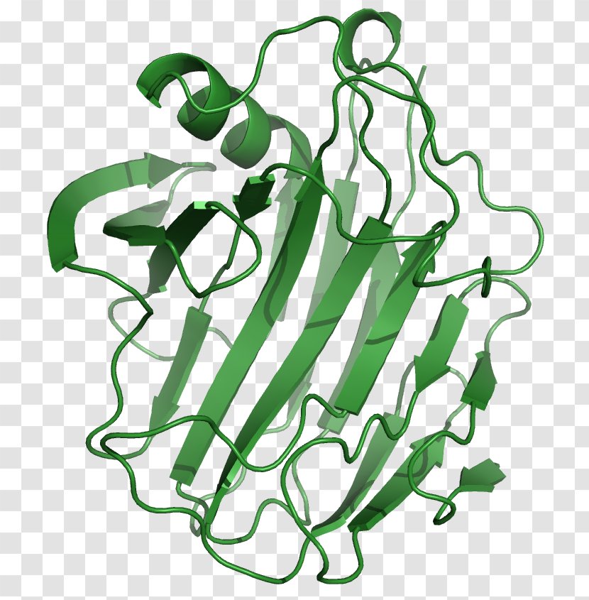 Cellulase Enzyme Cellulose Protease Amylase - Protein Transparent PNG