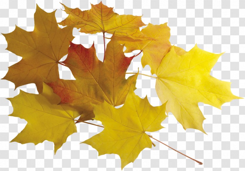 Leaf Autumn Clip Art - Photography - Leaves Transparent PNG