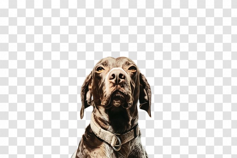 Cartoon Dog - Weimaraner - Retriever Rare Breed Transparent PNG