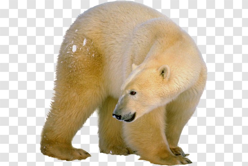 Polar Bear Brown Clip Art - Wildlife - White Transparent PNG