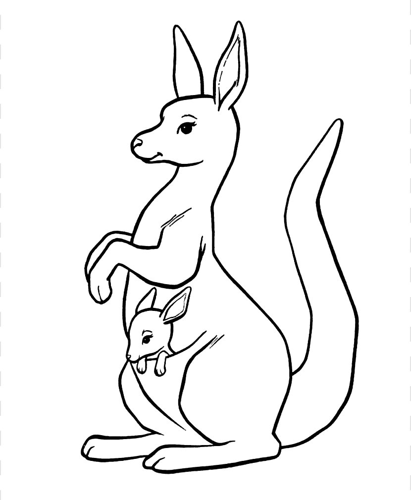 Tree-kangaroo Red Kangaroo Coloring Book Eastern Grey - Horse Like Mammal Transparent PNG