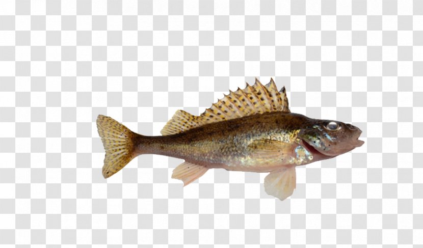 Tilapia Fish Fin - Perch Like - With Yellow Fins Transparent PNG