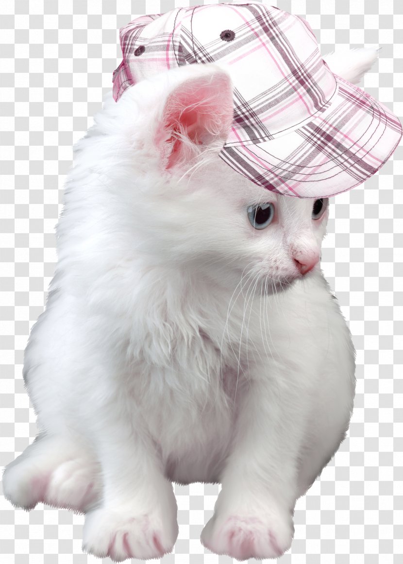 Kitten Cat High-definition Television 1080p Wallpaper - Display Resolution - Hat Transparent PNG