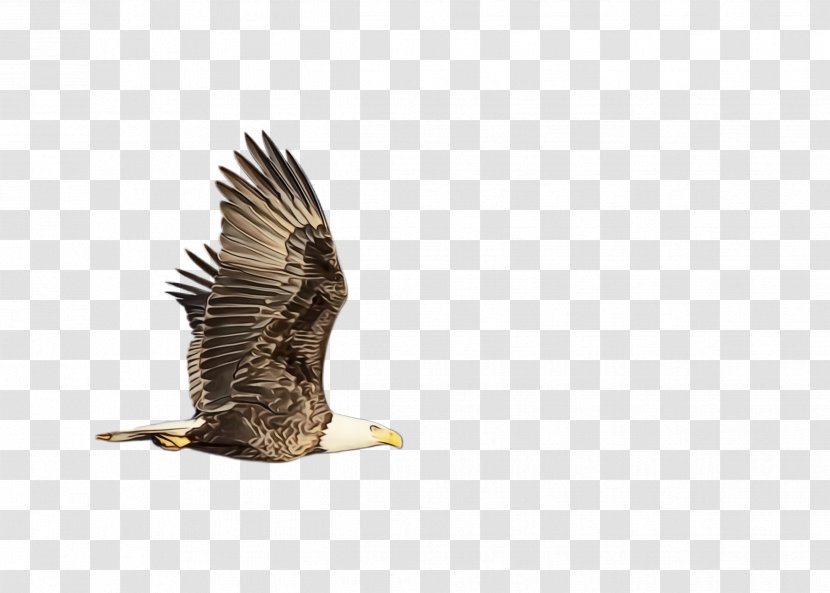 Flying Bird Background - Song - Northern Harrier Vulture Transparent PNG