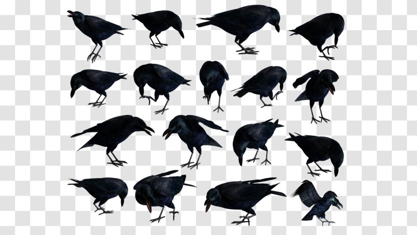 American Crow Rook Common Raven Clip Art - Organism - Beak Transparent PNG