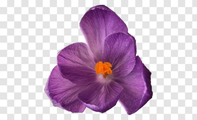 Transparency Flower Bouquet Image Clip Art - Spring Crocus - Rm Purple Transparent PNG