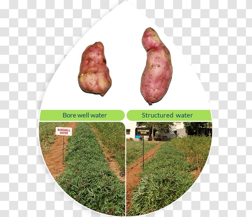 Hexagonal Water Crystal Blue India Pvt Ltd Search Engine Optimization Food - Sweet Potato Transparent PNG