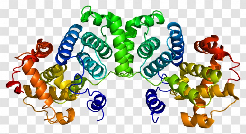 Cyclin B1 Cyclin-dependent Kinase 1 Mitosis - Protein - Food Transparent PNG
