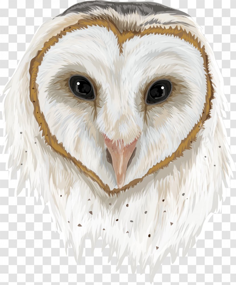 Owl Beak Feather - Bird Transparent PNG