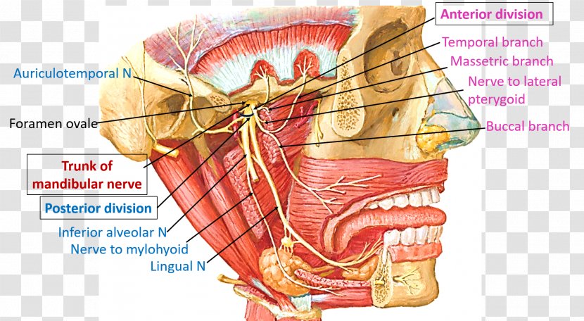 Mandibular Nerve Trigeminal Mandible Anatomy - Heart - Auriculotemporal Transparent PNG