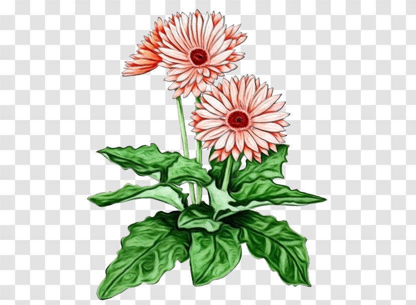 Chrysanthemum Floral Design Common Daisy Barberton Cut Flowers - Herbaceous Plant Transparent PNG