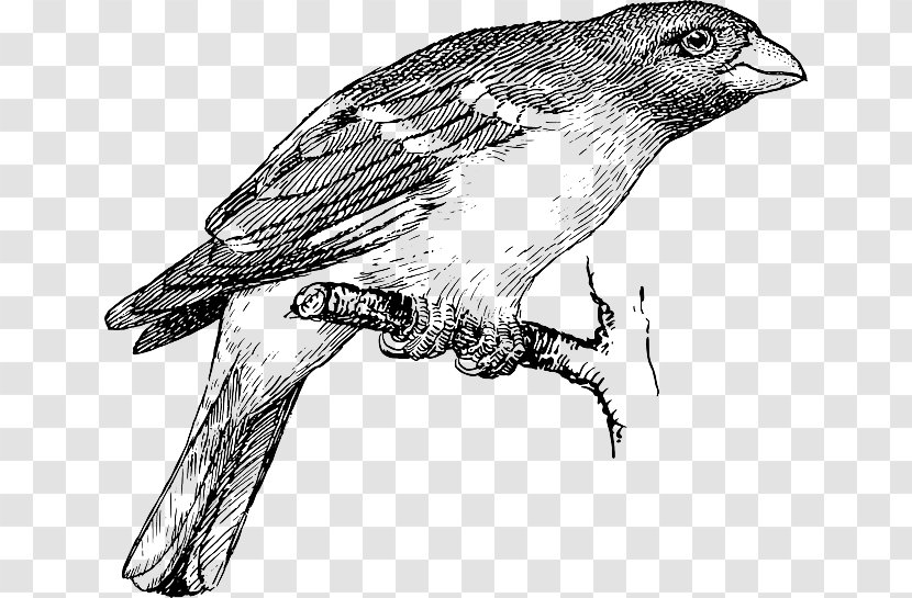 Drawing Line Art Clip Vector Graphics Illustration - Bird - Sparrow Transparent PNG