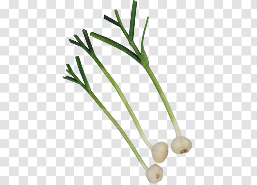 Garlic Vegetable Onion Condiment Beer - Menu Transparent PNG