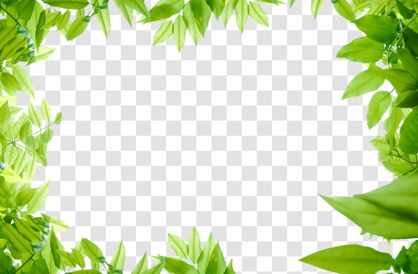 Image File Formats - Tree - Green Leaves Photos Transparent PNG