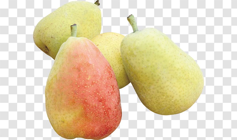 Pear Fruit Clip Art Transparent PNG