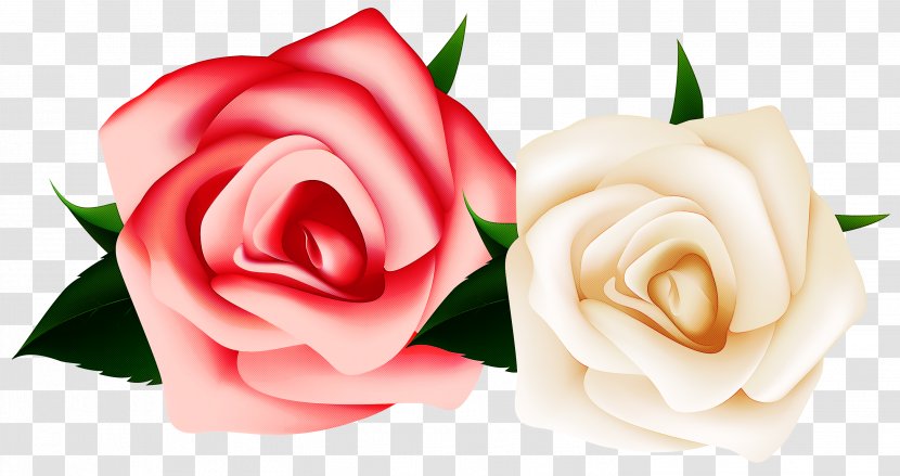 Garden Roses - Flower - Rose Order Flowering Plant Transparent PNG