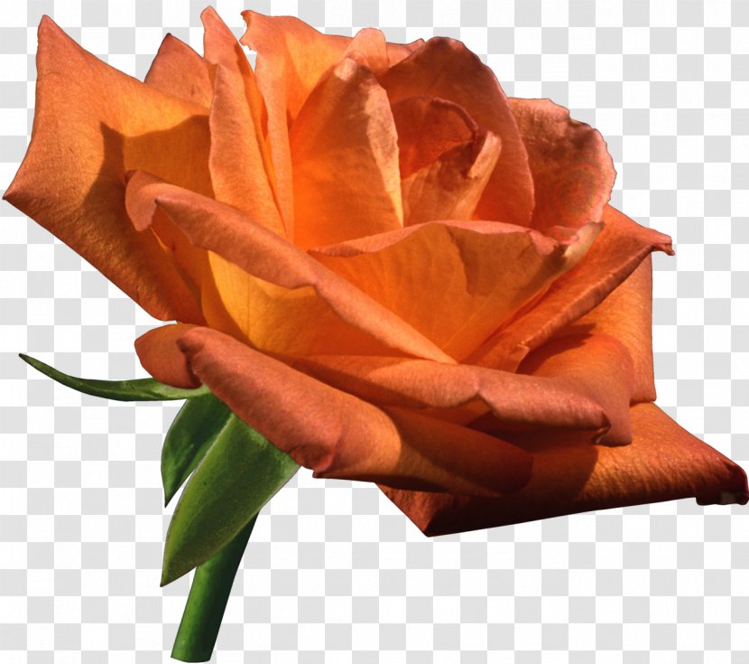 Garden Roses Flower Orange Clip Art - Flowering Plant - Bud Transparent PNG