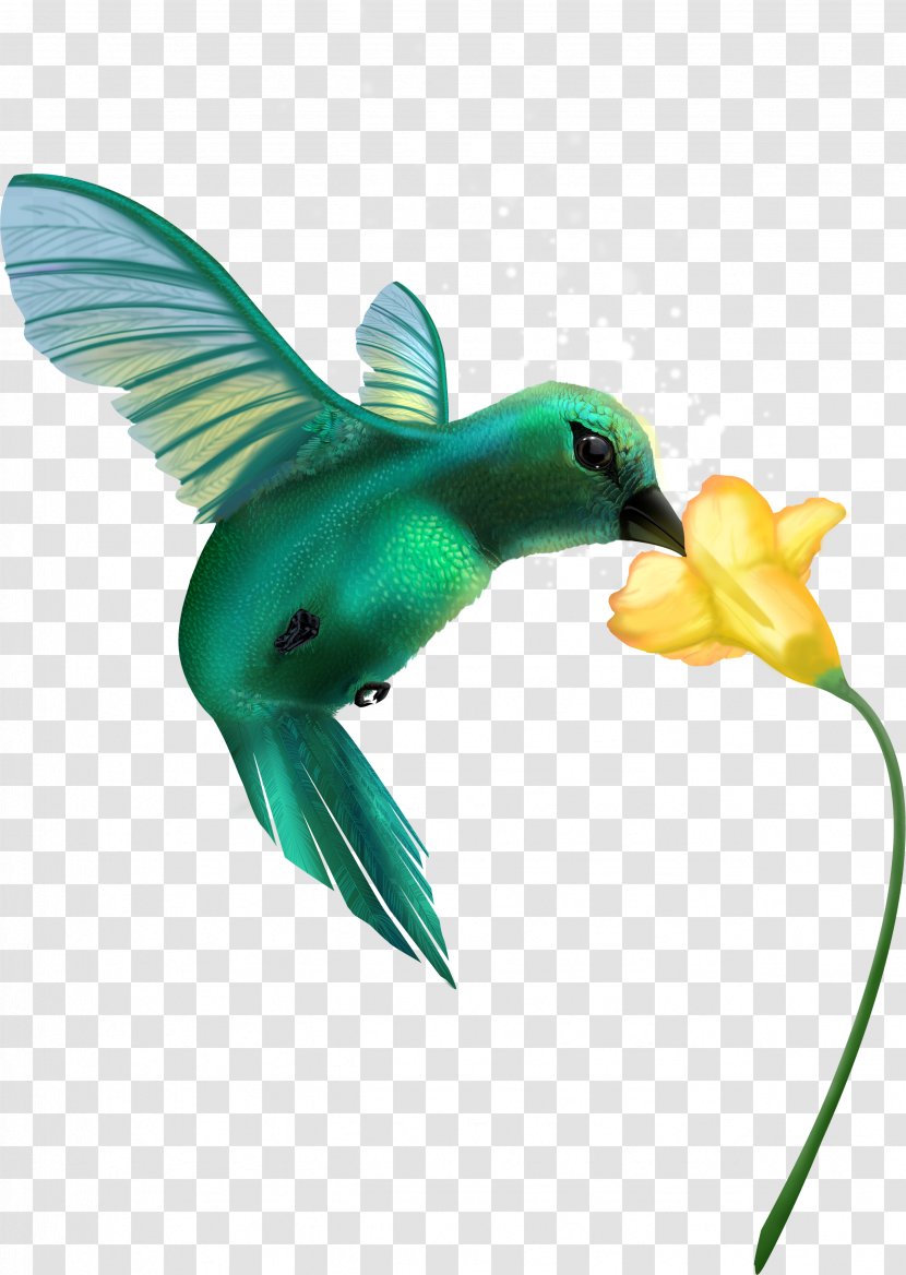 Hummingbird Pollination Flower Pollinator - Organism - Flor Transparent PNG