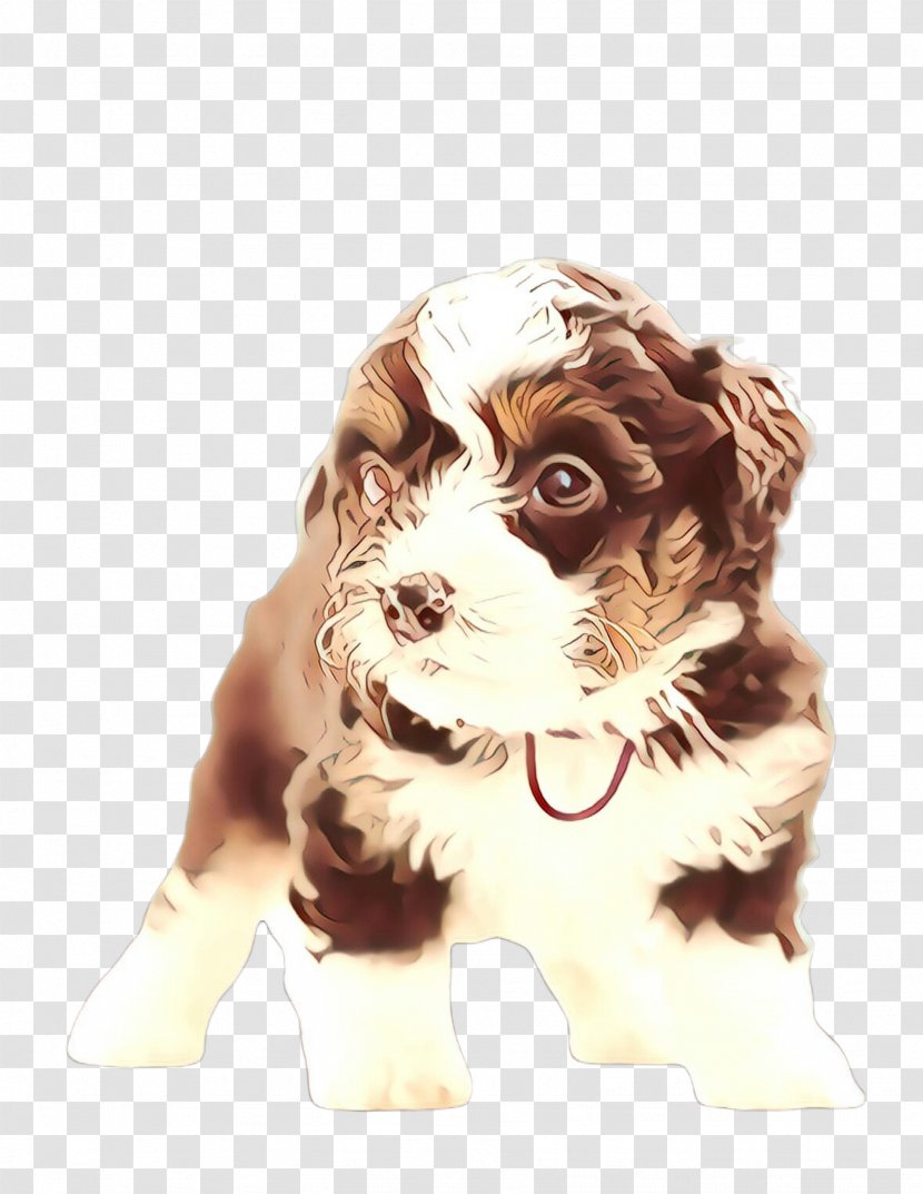 Cute Dog - Breed - King Charles Spaniel Toy Transparent PNG