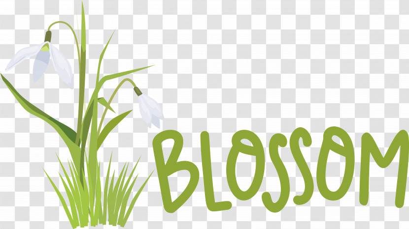 Plant Stem Flower Grasses Font Herbal Medicine Transparent PNG