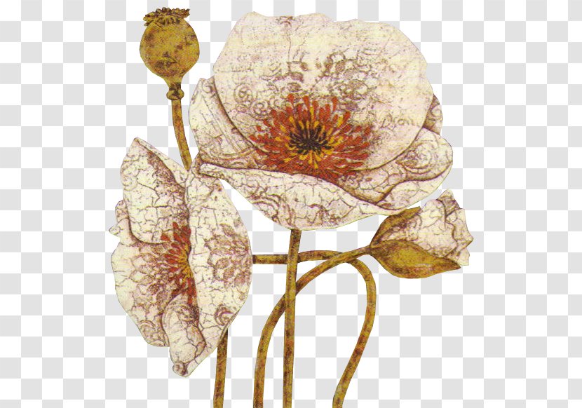 Opium Poppy Flower Painting Clip Art - Plant - Still Life Photography Transparent PNG