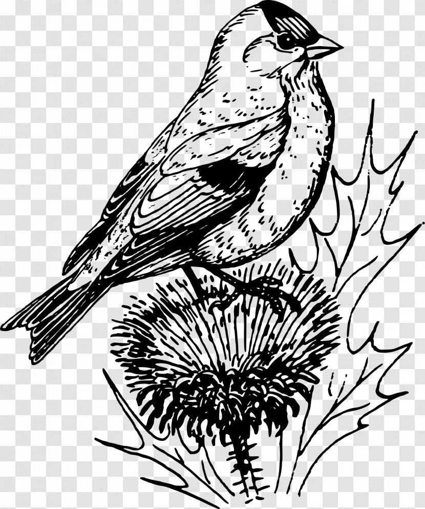 Finches European Goldfinch American - Line Art Transparent PNG