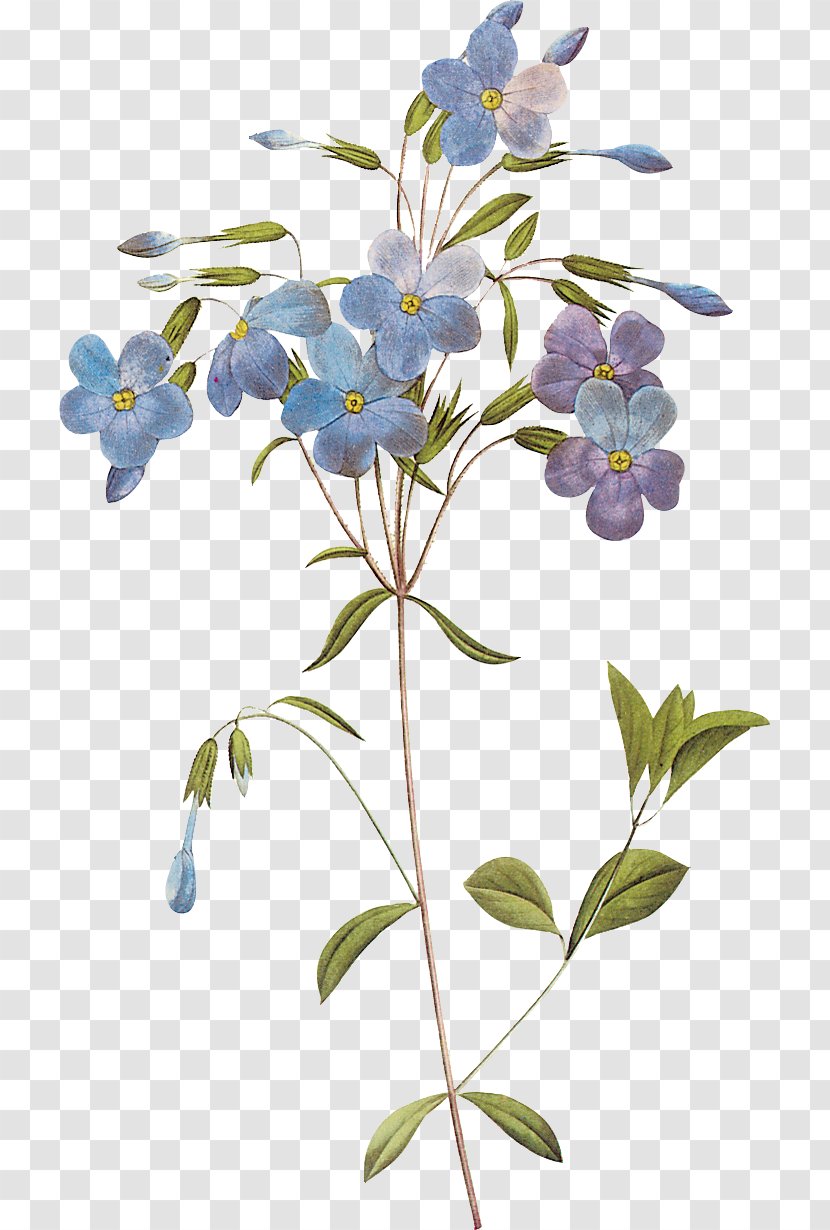Botany Flower Art Painting Transparent PNG