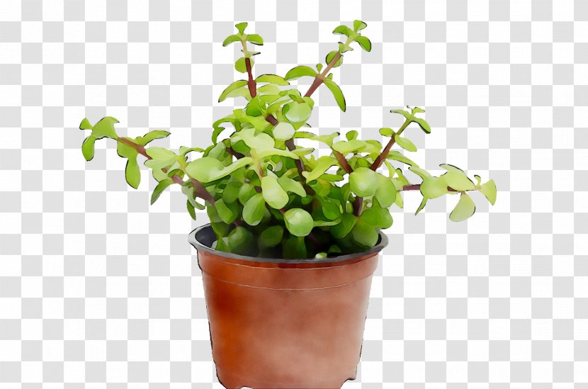Flowerpot Herb Houseplant - Jade Flower Transparent PNG