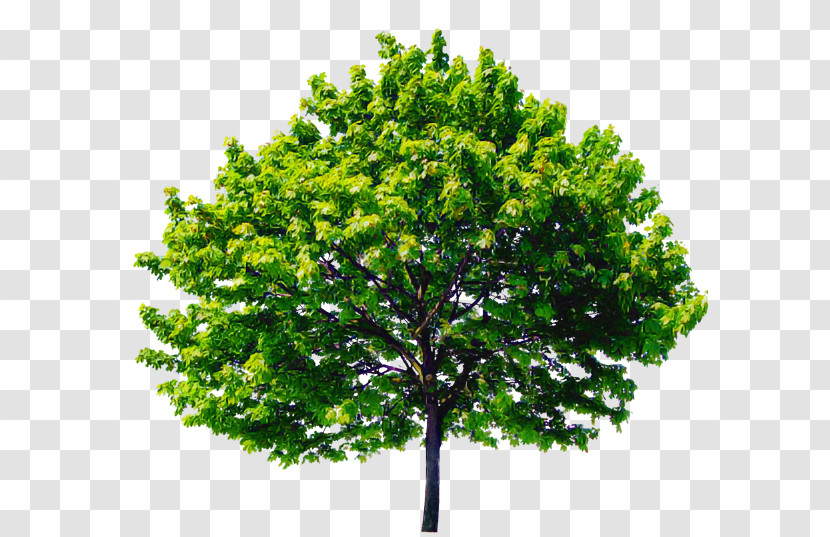 Arbor Day Transparent PNG