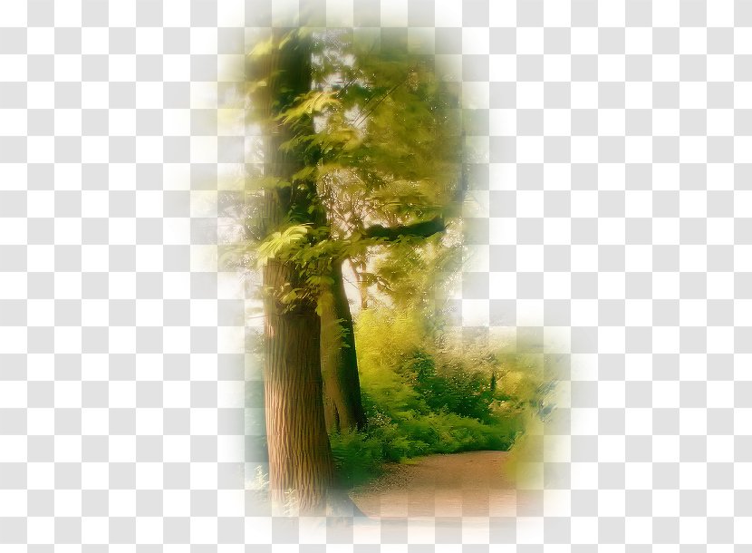 Desktop Wallpaper Computer - Herb Transparent PNG