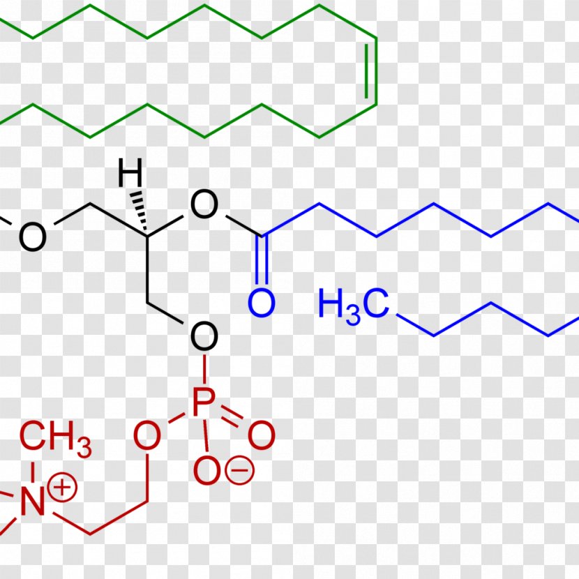 Lecithin Phosphatidylcholine Enzyme Food Vitamin - Health - Nicotinic Acetylcholine Receptor Transparent PNG