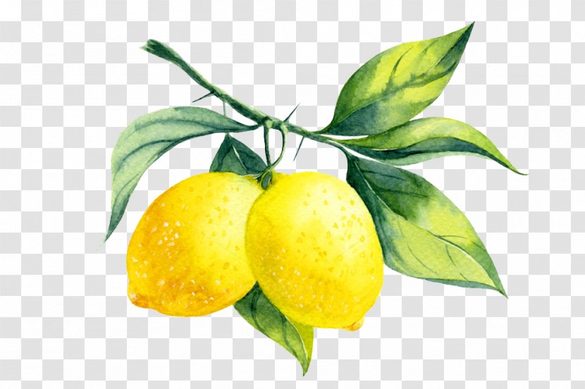 Lemon Liqueur Watercolor Painting - Royaltyfree - Branch Transparent PNG
