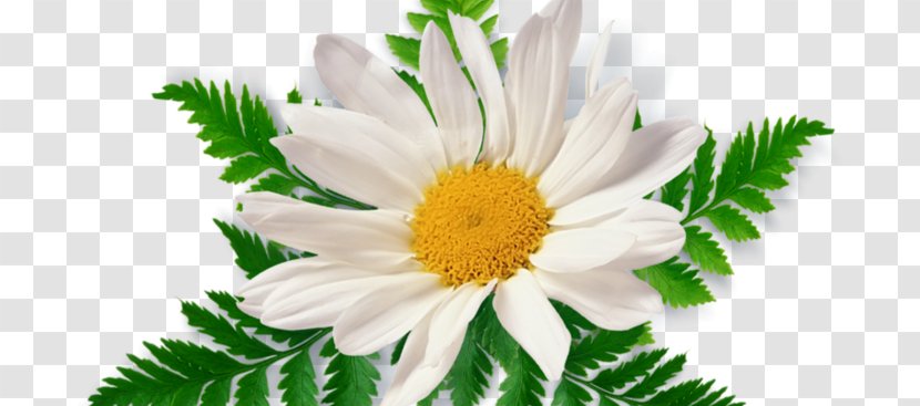 Chamomile Clip Art - Daisy Family Transparent PNG