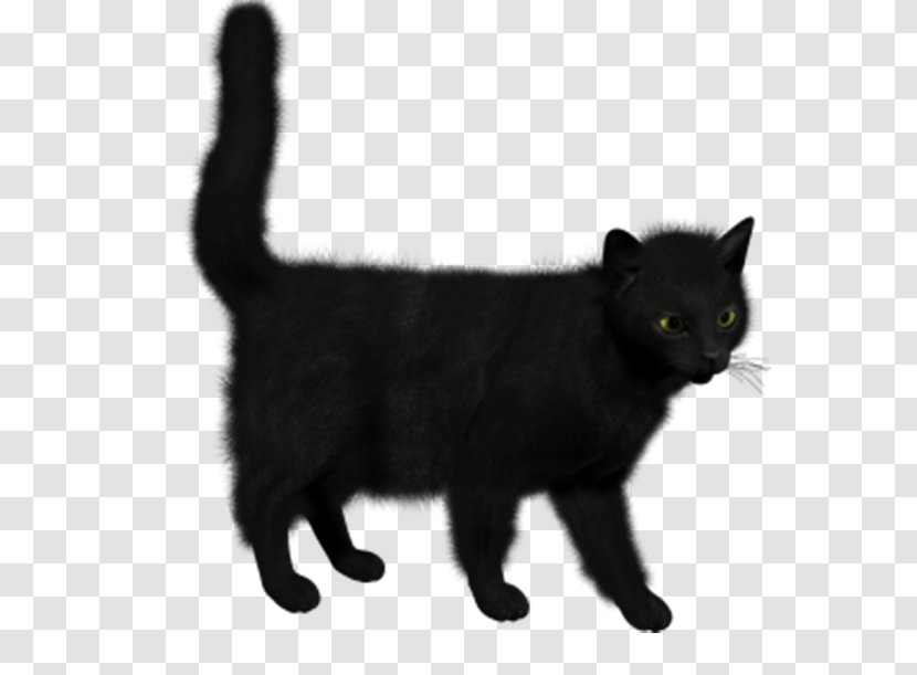 Siamese Cat Bombay Tournxe9e Du Chat Noir Kitten Felidae - Black Transparent PNG