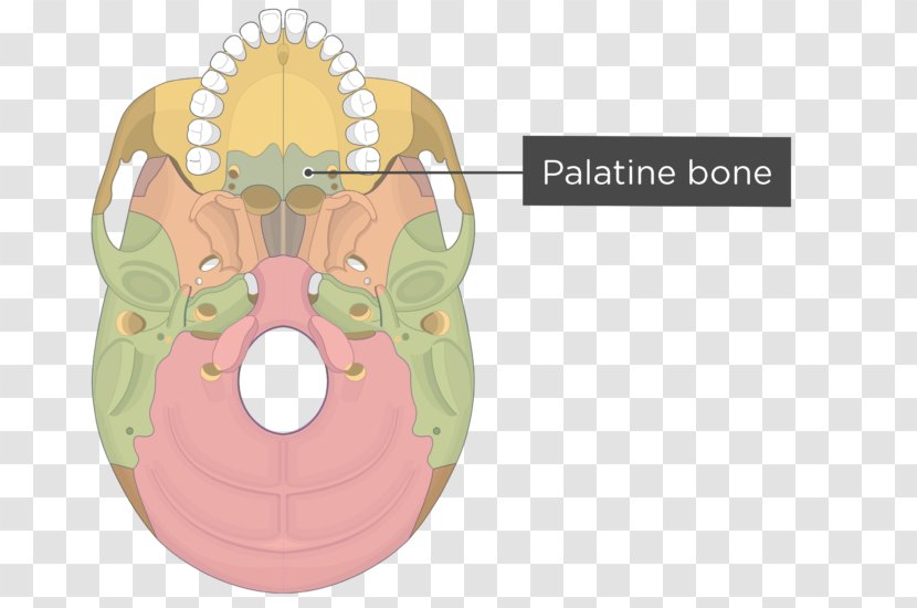 Pterygoid Processes Of The Sphenoid Hamulus Medial Muscle Lateral Bone - Heart - Skull And Transparent PNG