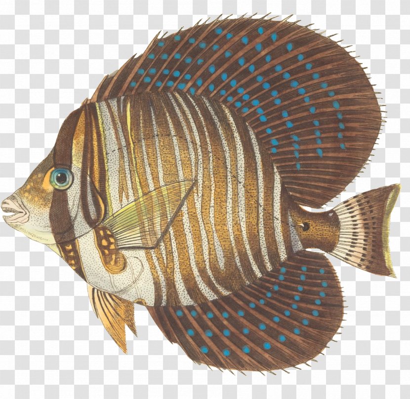 Red Sea Sailfin Tang Yellow Zebrasoma Scopas Palette Surgeonfish - Organism - Two Pages Transparent PNG