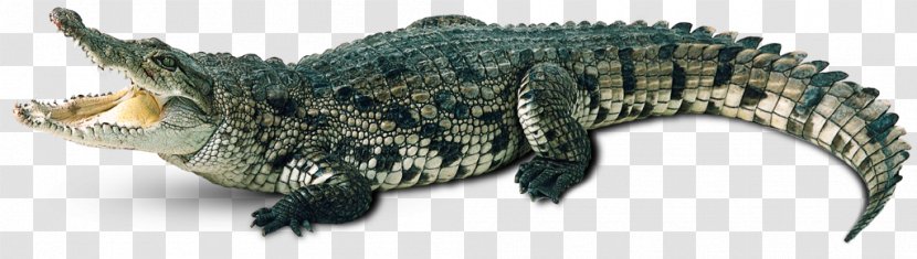 Nile Crocodile Alligator - Saltwater Transparent PNG